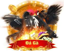 đá gà